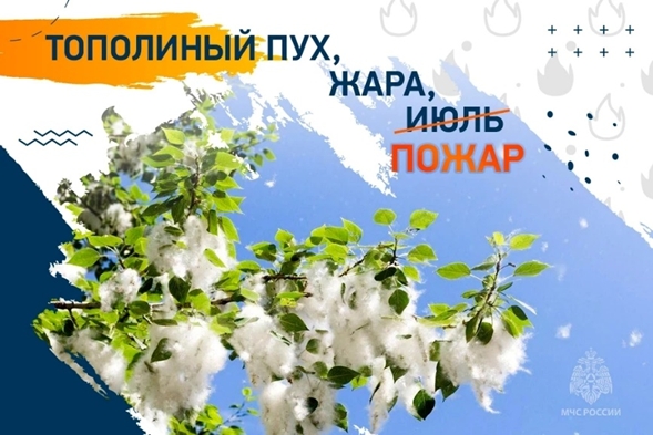 Сжигание тополиного пуха — плохая идея!